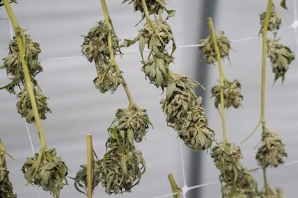 New York OKs 99 more pot shop licenses after court ruling | iNFOnews.ca