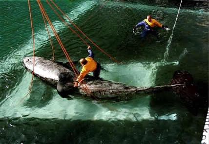 Bringing Lolita home: How to release a long-captive orca? | iNFOnews.ca