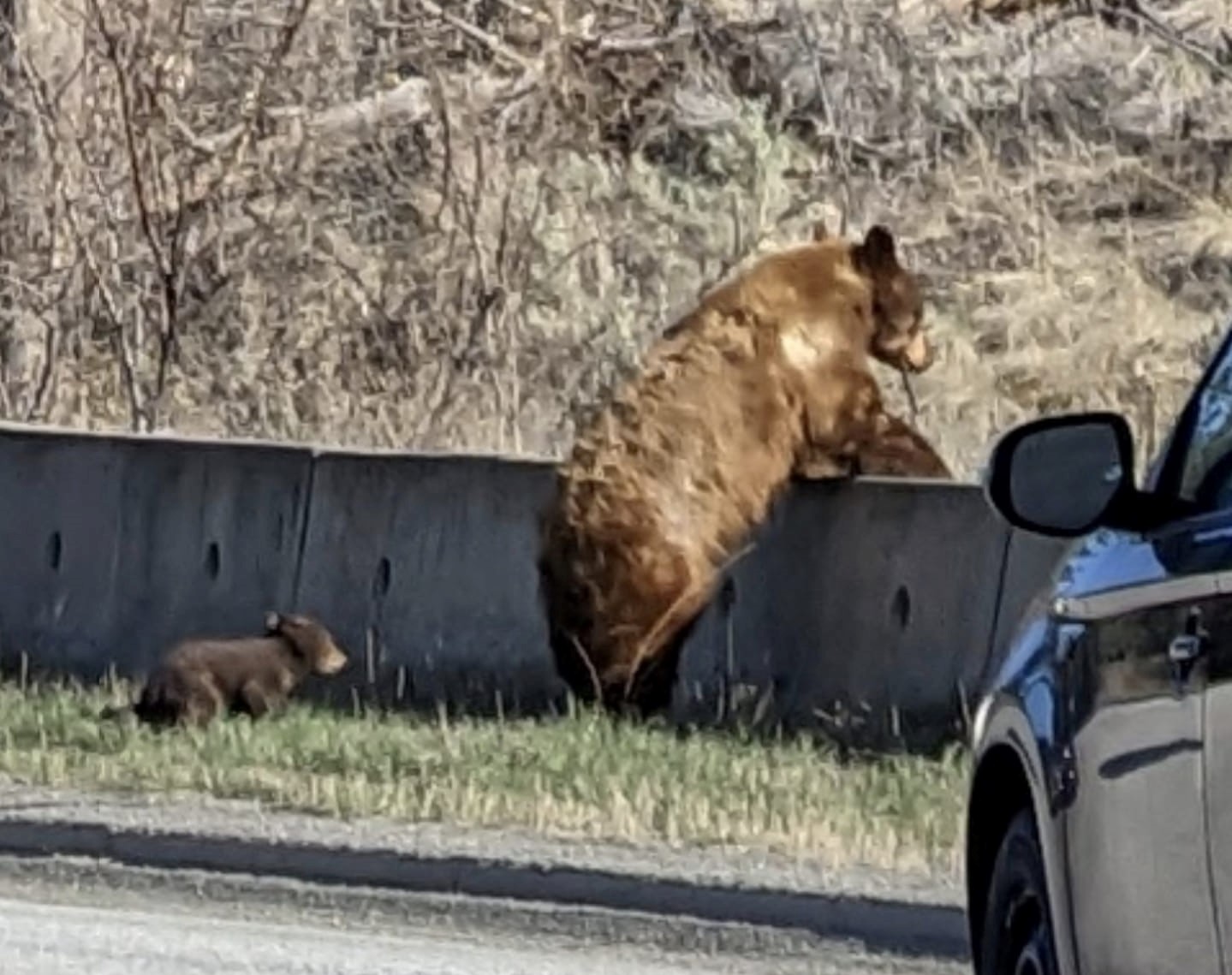RISKY BUSINESS: Man picks up cub blocking Kamloops road as momma bear watches | iNFOnews.ca