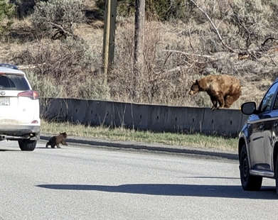 RISKY BUSINESS: Man picks up cub blocking Kamloops road as momma bear watches | iNFOnews.ca
