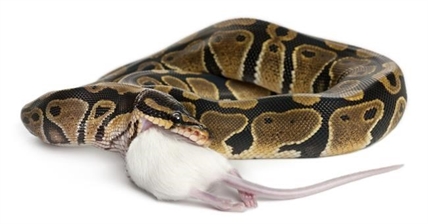 One person dead of salmonella illness linked to snakes, rodents | iNFOnews.ca