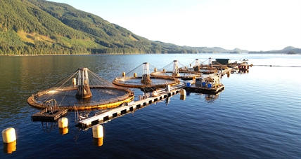 ‘Shockingly huge’ steelhead salmon escape fish farm, threatening B.C. lake | iNFOnews.ca