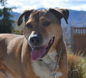 Looking for a forever home, Penticton SPCA Pets of the Week | iNFOnews.ca