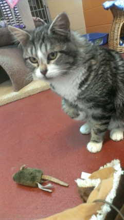 Looking for a forever home, Penticton SPCA Pets of the Week | iNFOnews.ca