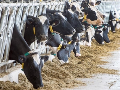 What's behind the cost of milk, eggs and chicken in Canada | iNFOnews.ca What's behind the cost of milk, eggs and chicken in Canada | iNFOnews.ca