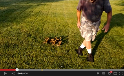 Man is mother to 13 ducklings | iNFOnews.ca