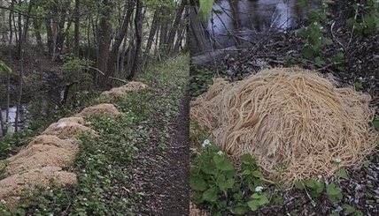 OODLES OF NOODLES: 225 kg of pasta dumped near New Jersey stream | iNFOnews.ca OODLES OF NOODLES: 225 kg of pasta dumped near New Jersey stream | iNFOnews.ca