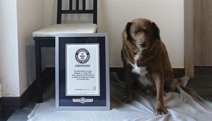 World's oldest dog celebrates 31st birthday, according to Guinness World Records | iNFOnews.ca