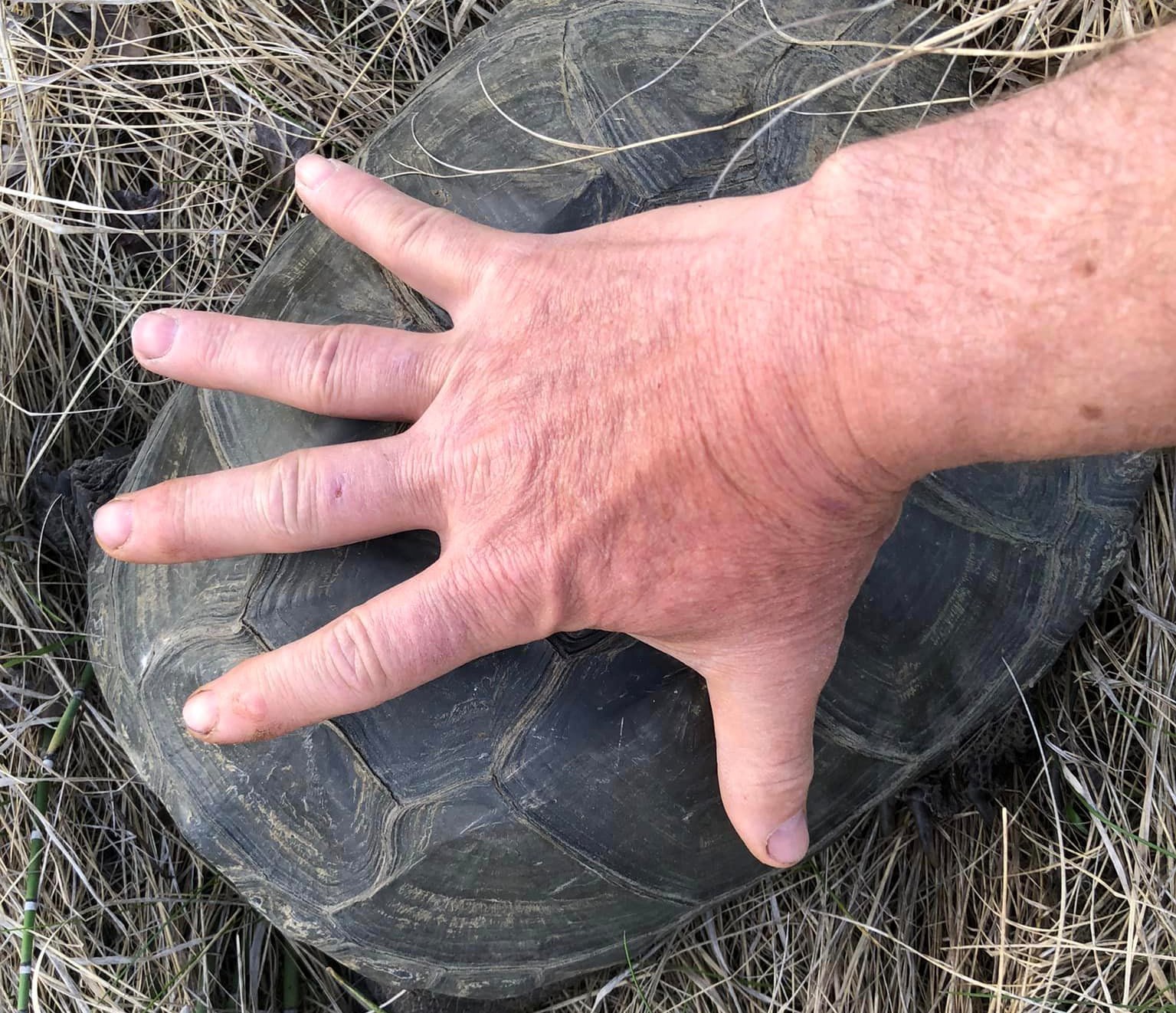Clearwater couple find invasive turtle on road | iNFOnews.ca