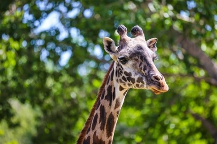 'Tragic accident' blamed for death of giraffe at Calgary Zoo | iNFOnews.ca