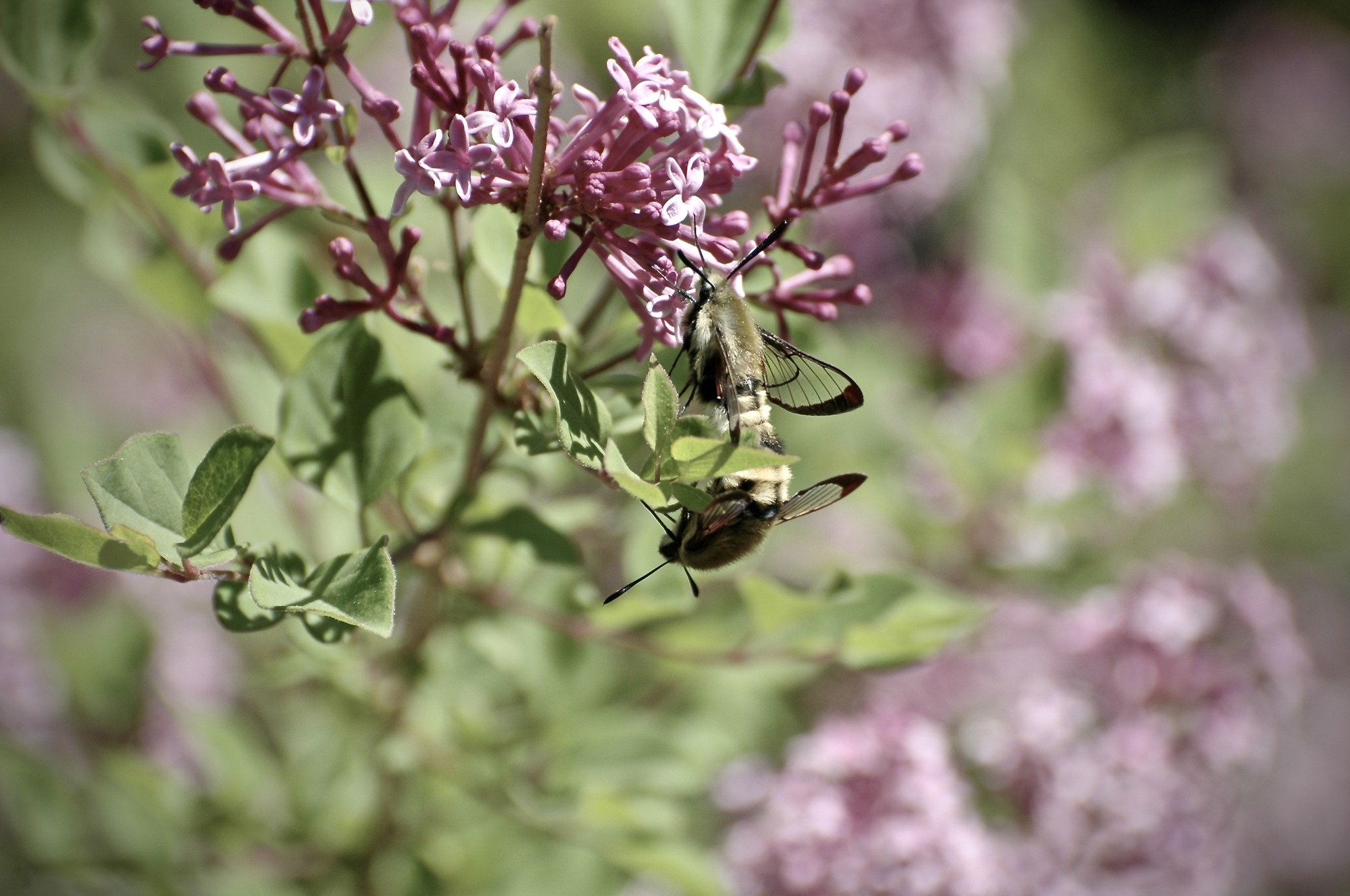 iN PHOTOS: These moths photographed in Kamloops look like hummingbirds | iNFOnews.ca
