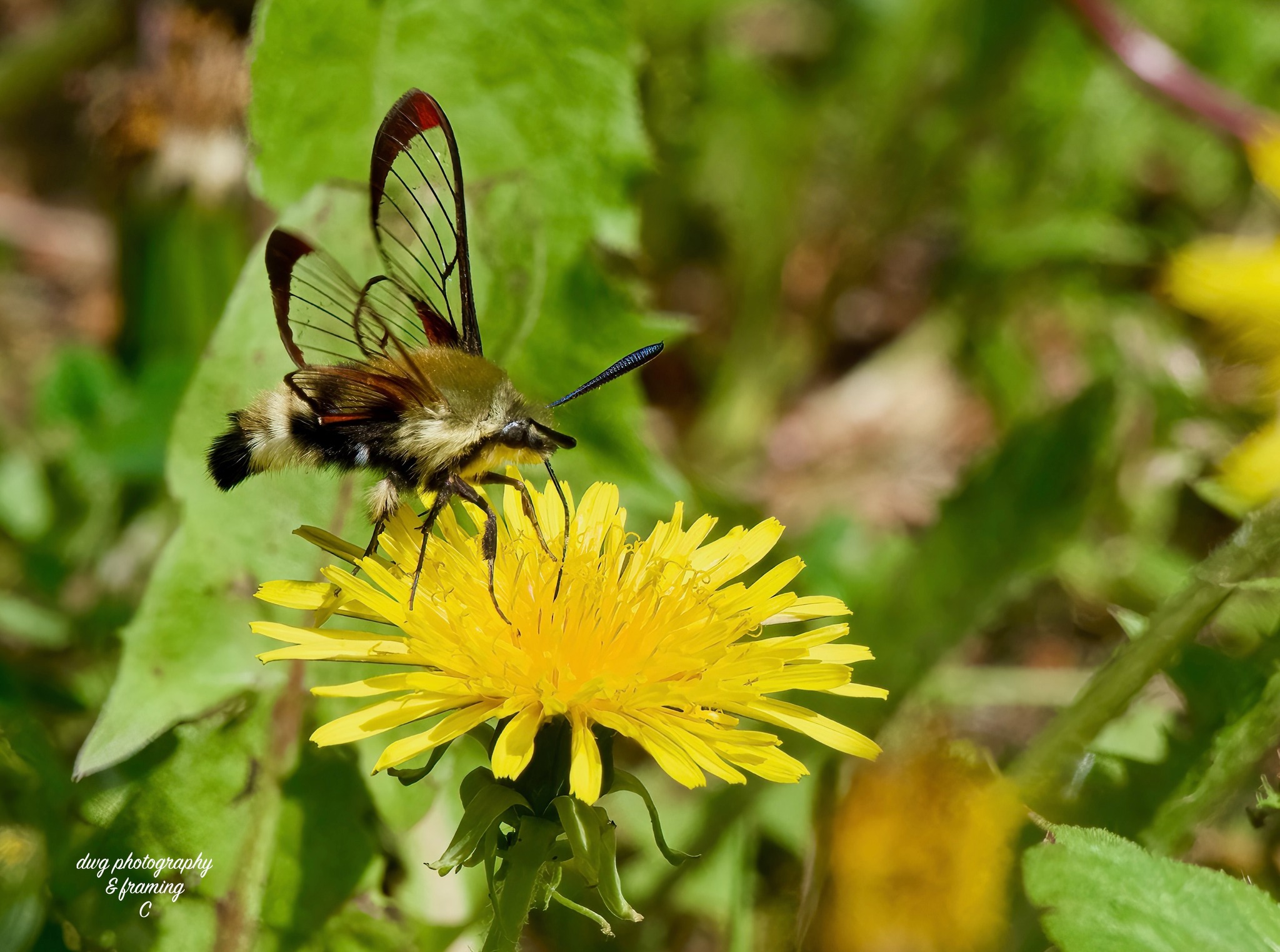 iN PHOTOS: These moths photographed in Kamloops look like hummingbirds | iNFOnews.ca