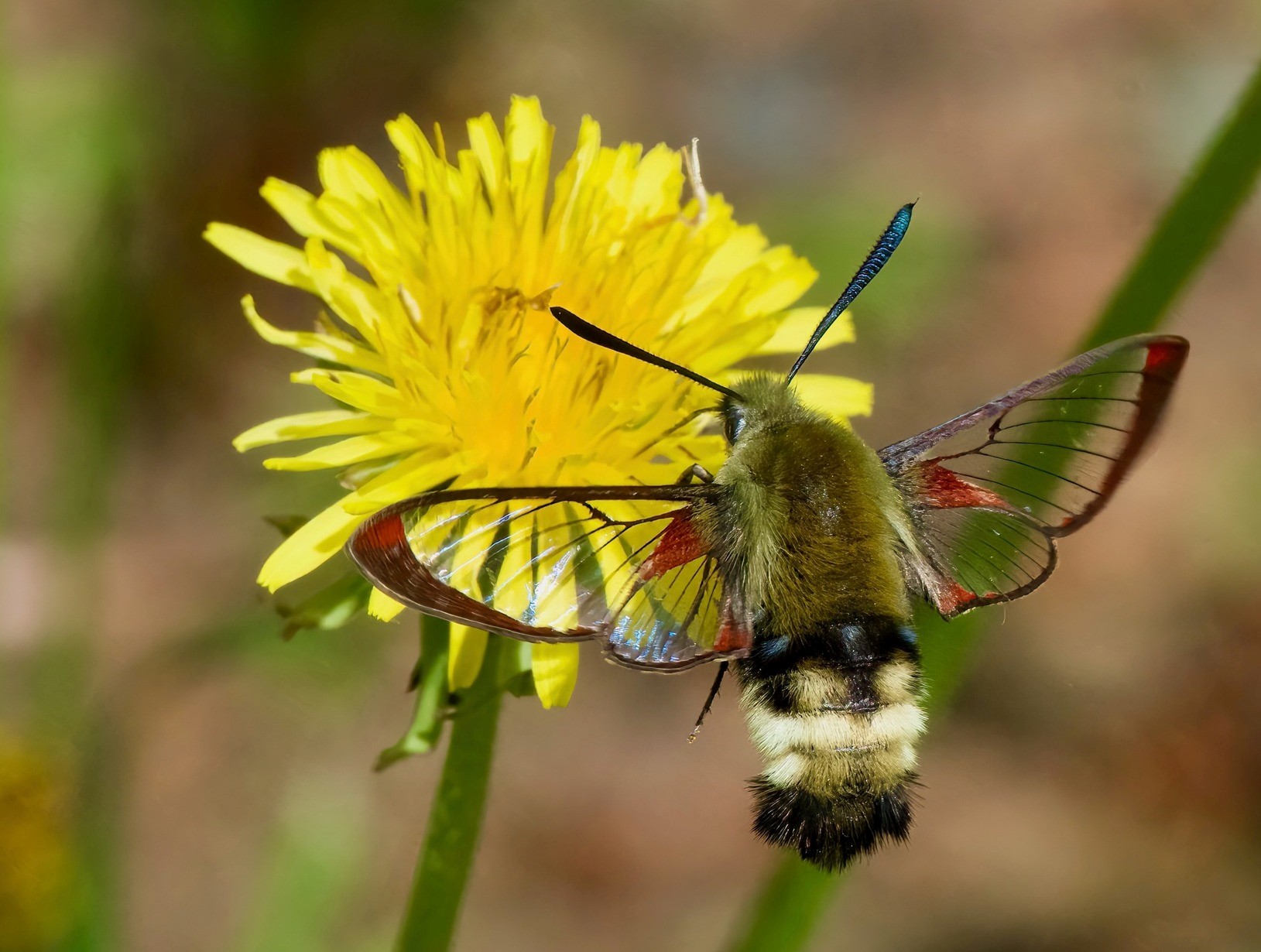 iN PHOTOS: These moths photographed in Kamloops look like hummingbirds | iNFOnews.ca