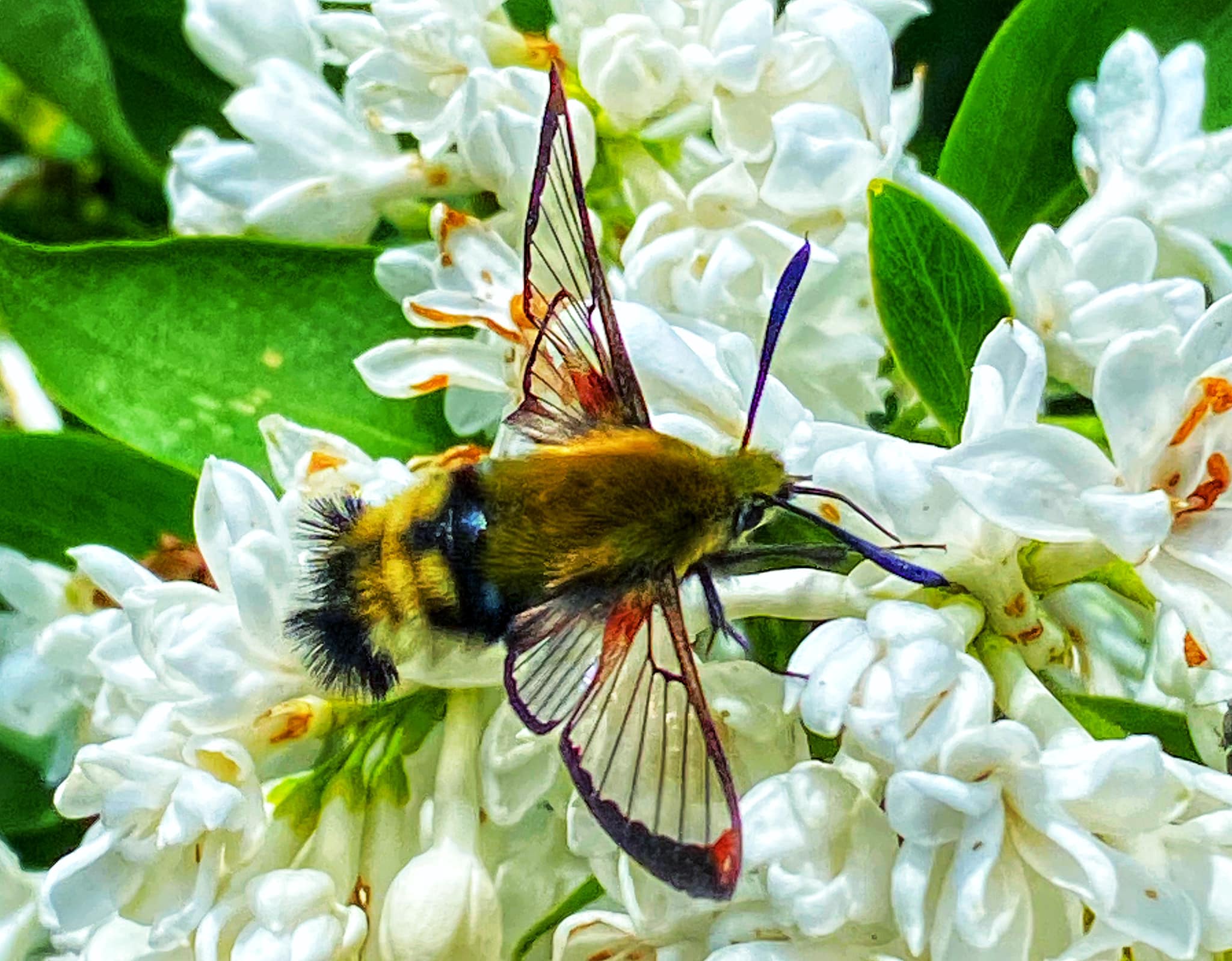 iN PHOTOS: These moths photographed in Kamloops look like hummingbirds | iNFOnews.ca