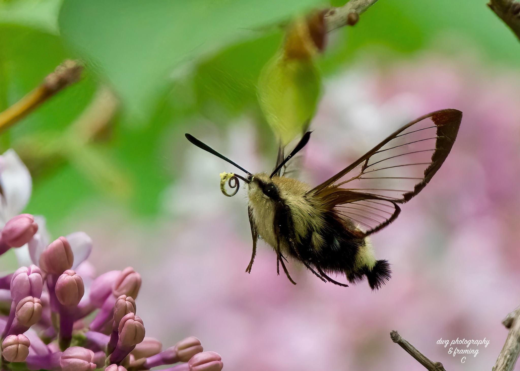 iN PHOTOS: These moths photographed in Kamloops look like hummingbirds | iNFOnews.ca
