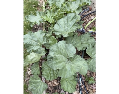 June is rhubarb picking time in the garden, so pucker up | iNFOnews.ca June is rhubarb picking time in the garden, so pucker up | iNFOnews.ca