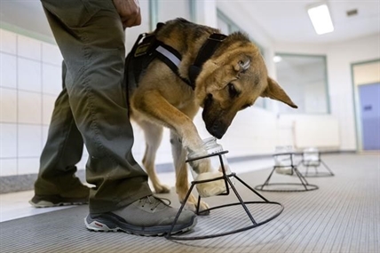 German shepherd wounded in Ukraine gets new start as Hungarian police dog | iNFOnews.ca German shepherd wounded in Ukraine gets new start as Hungarian police dog | iNFOnews.ca