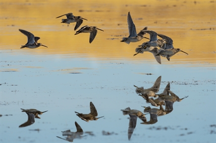iN PHOTOS: Protection coming for large tract of threatened grassland near Kamloops | iNFOnews.ca iN PHOTOS: Protection coming for large tract of threatened grassland near Kamloops | iNFOnews.ca