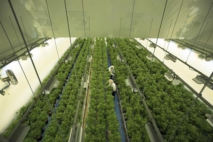 Cannabis company Canopy Growth sells California facility | iNFOnews.ca Cannabis company Canopy Growth sells California facility | iNFOnews.ca