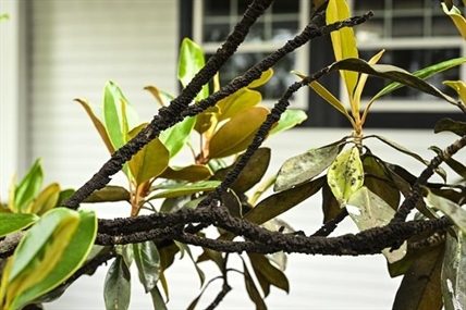 US Whiskey and bourbon distillers face pushback over taxes, emissions | iNFOnews.ca