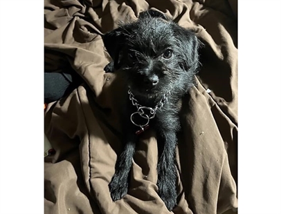 RCMP search for puppy stolen in BC home invasion | iNFOnews.ca