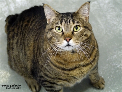 Looking for a forever home, Vernon SPCA pet of the week | iNFOnews.ca