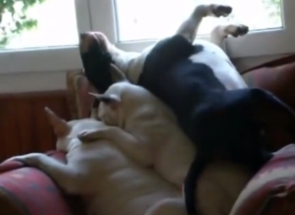 Dog pile of dogs | iNFOnews.ca