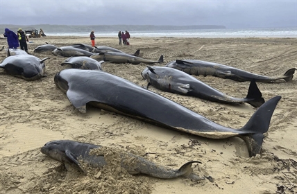 Pod of 55 whales die after being stranded on beach in Scotland | iNFOnews.ca