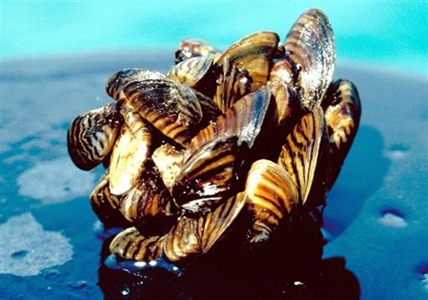 Eyes on Manitoba as it tries to blast zebra mussels in unique experiment | iNFOnews.ca