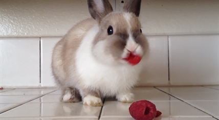And now, a bunny eating raspberries | iNFOnews.ca