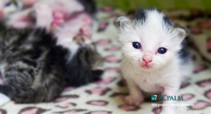 Mother-less kittens meet kitten-less mother cat | iNFOnews.ca