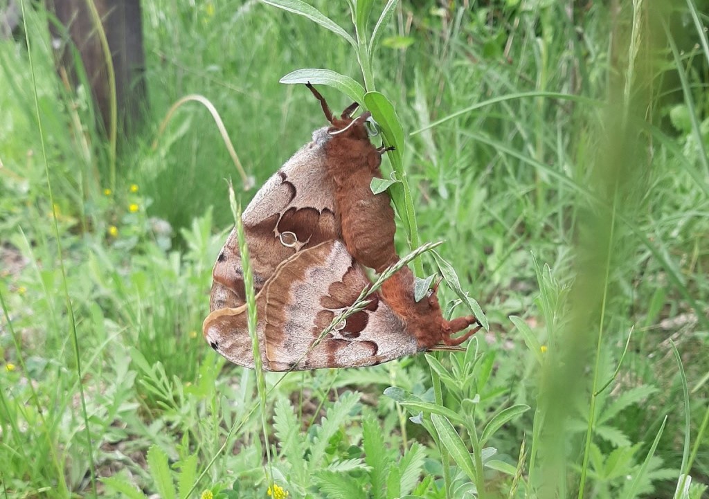 iN PHOTOS: Three species of mega-sized moths flying around Thompson-Okanagan | iNFOnews.ca iN PHOTOS: Three species of mega-sized moths flying around Thompson-Okanagan | iNFOnews.ca