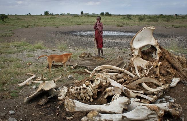 Poacher in DiCaprio documentary acquitted of several charges | iNFOnews.ca
