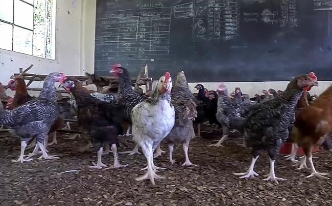 With Kenyan schools closed, one turns to raising chickens | iNFOnews.ca With Kenyan schools closed, one turns to raising chickens | iNFOnews.ca