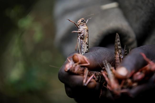 Poor rains bring optimism African locust outbreak will fade | iNFOnews.ca