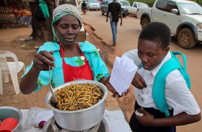 Grasshoppers a tasty, nutritious holiday treat in Uganda | iNFOnews.ca Grasshoppers a tasty, nutritious holiday treat in Uganda | iNFOnews.ca
