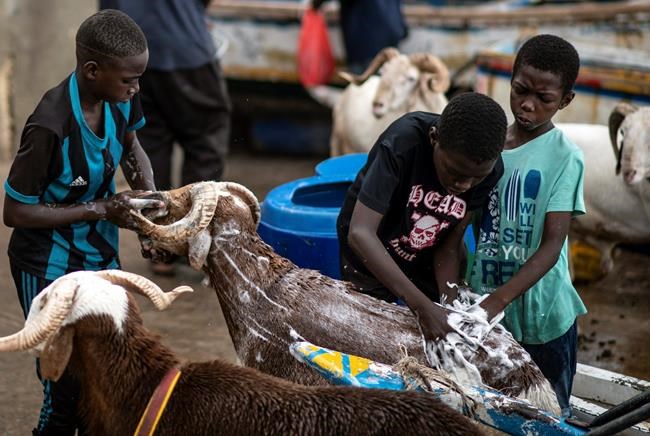 Livestock prices stress Muslims in Africa ahead of Eid | iNFOnews.ca