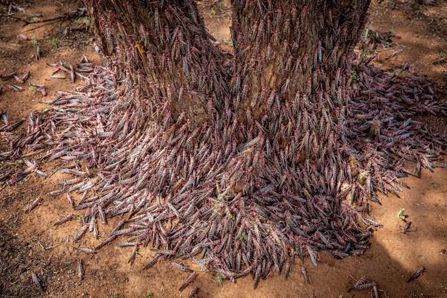 New, larger wave of locusts threatens millions in Africa | iNFOnews.ca New, larger wave of locusts threatens millions in Africa | iNFOnews.ca