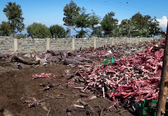 Donkeys stolen, skinned in Africa to feed Chinese demand | iNFOnews.ca Donkeys stolen, skinned in Africa to feed Chinese demand | iNFOnews.ca