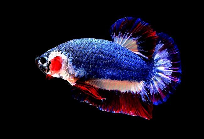 Thai fish with national flag colours sold for more than $1.5K | iNFOnews.ca