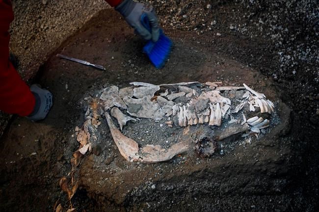 Harnessed horse unearthed in ancient stable near Pompeii | iNFOnews.ca