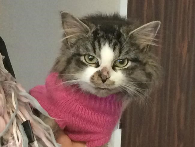 Animal group says there's a growing number of abandoned cats in New Brunswick | iNFOnews.ca Animal group says there's a growing number of abandoned cats in New Brunswick | iNFOnews.ca