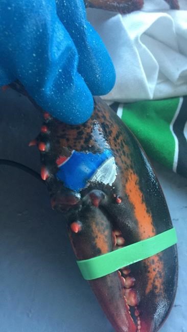 Lobster found off New Brunswick coast with image of Pepsi can on claw | iNFOnews.ca Lobster found off New Brunswick coast with image of Pepsi can on claw | iNFOnews.ca