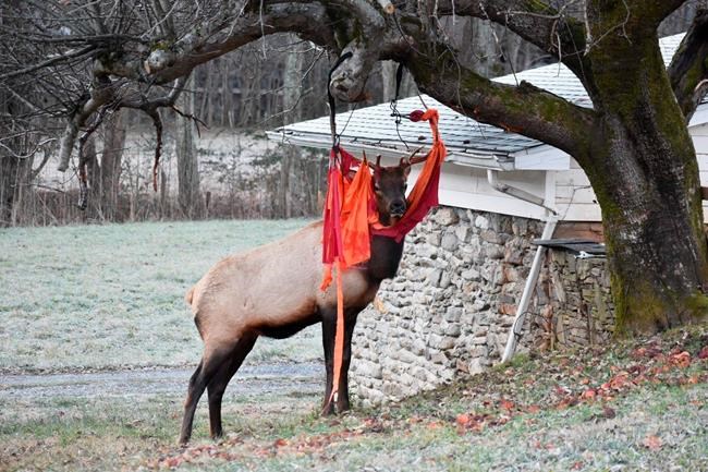 ‘Thanksgiving antics’ NC elk gets tangled up in red hammock | iNFOnews.ca