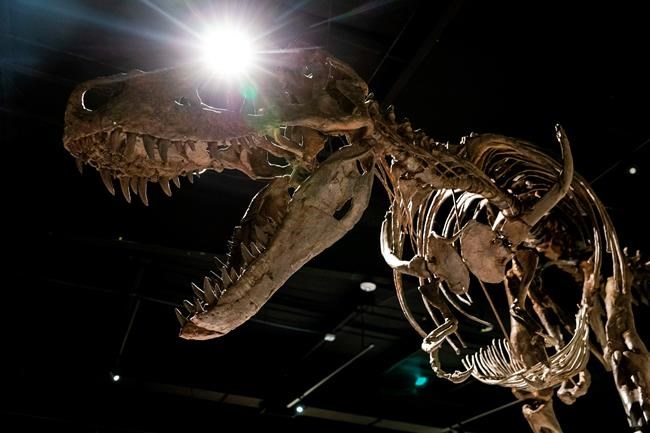 Omaha's Durham Museum set to feature new T. rex exhibit | iNFOnews.ca Omaha's Durham Museum set to feature new T. rex exhibit | iNFOnews.ca