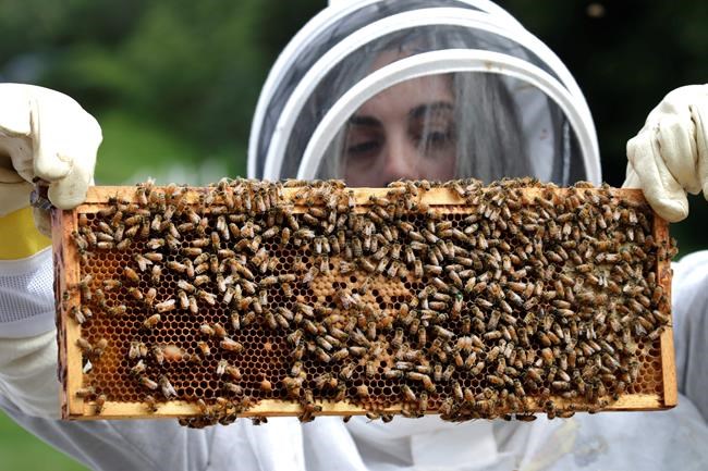 Veterans with PTSD, anxiety turn to beekeeping for relief | iNFOnews.ca Veterans with PTSD, anxiety turn to beekeeping for relief | iNFOnews.ca