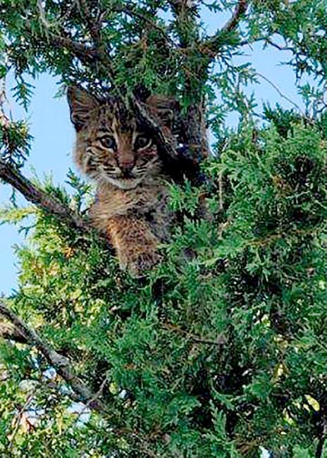 Officer trying to rescue kitten finds a bobcat instead | iNFOnews.ca Officer trying to rescue kitten finds a bobcat instead | iNFOnews.ca