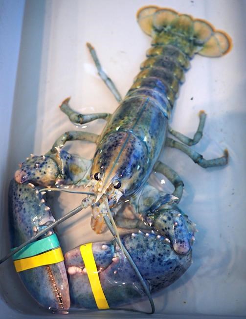 Man beats odds of catching blue lobster, donates to science | iNFOnews.ca Man beats odds of catching blue lobster, donates to science | iNFOnews.ca