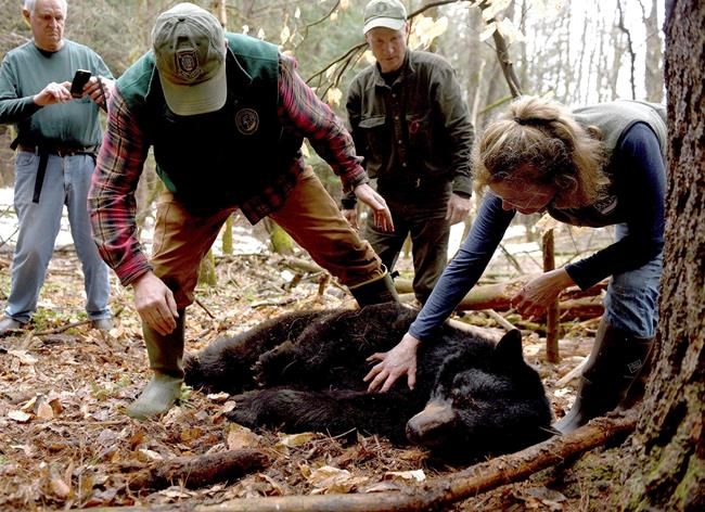 1 of 3 cubs orphaned by famous bear's death captured | iNFOnews.ca 1 of 3 cubs orphaned by famous bear's death captured | iNFOnews.ca