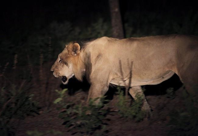 No longer king of the jungle: New fund to aid Africa's lions | iNFOnews.ca